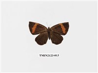 藏品(帶錨紋蛾)的圖片